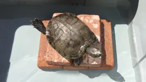 高木真備が飼っている亀のかめかめっち